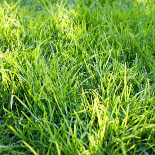 ARBC Group | ARBC Group | Natural Grass Supplier